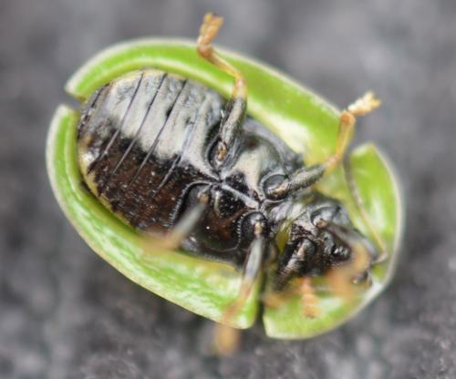 Réf. 199 255 : Cassida rubiginosa